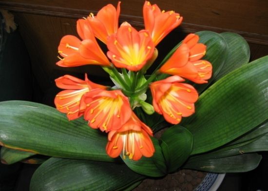 用废油做肥料注意什么,废油做肥料的方法