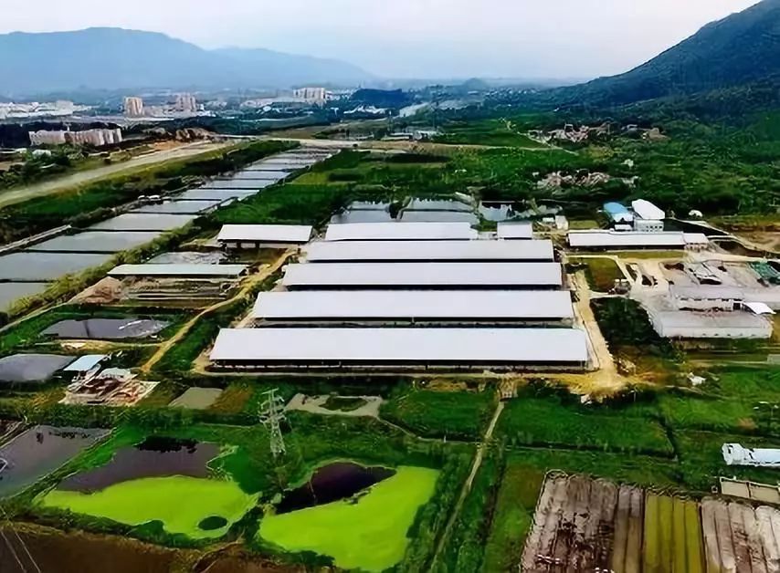 风靡香港79年，连续获得本土牛奶品牌销冠，今天带你解密维记牛奶