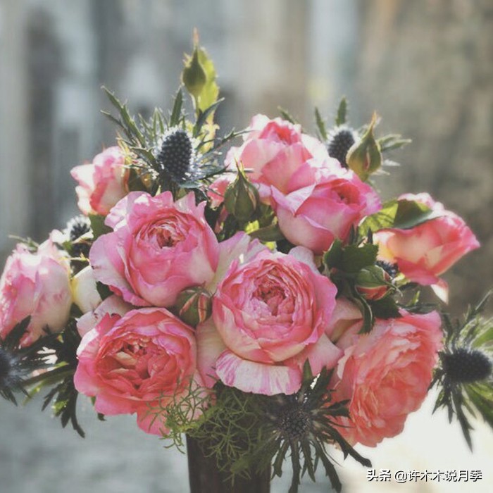 切花大全100种,鲜花大全50种花的花语