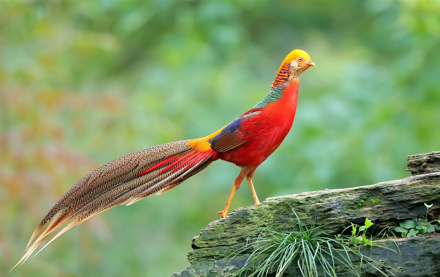 为什么美国国鸟是白头鹰,美国的国鸟和日本的国家鸟谁厉害