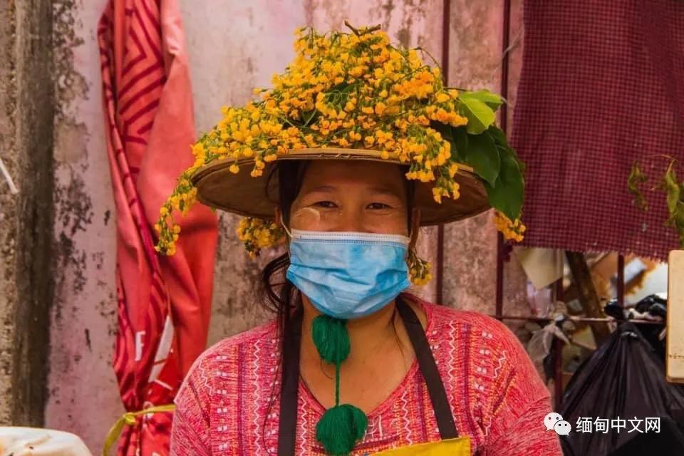 紫檀花开独一无二,紫檀花开了视频