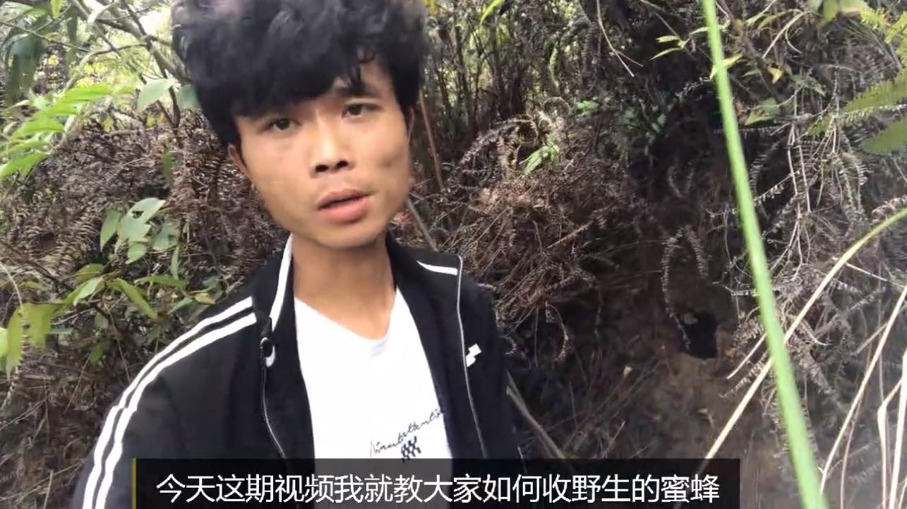 野外地里的蜜蜂怎么收进箱子,野外的蜜蜂怎样收回家里来养