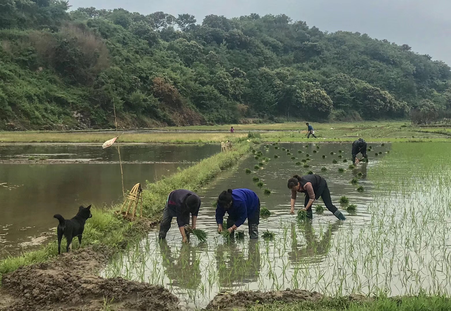 米酒赠勇士，福泽众乡亲——湖北麻城老米酒之乡抗疫探访录