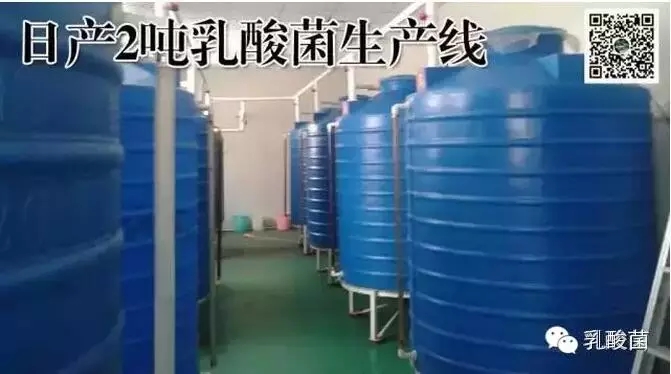 植物活力乳酸菌,植物乳酸菌的功效