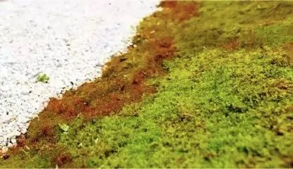 拈花湾吴国平,拈花湾吴国平简介