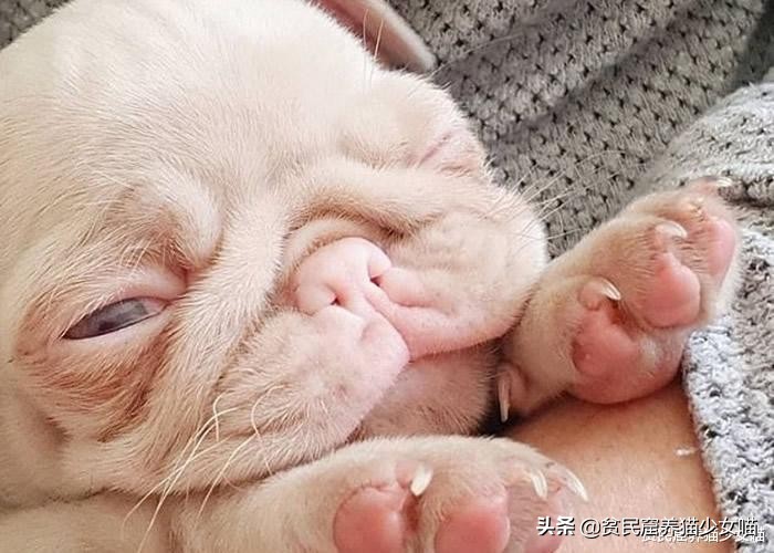 巴哥犬是世界上第几聪明的狗,纯白色的巴哥犬为什么那么少见