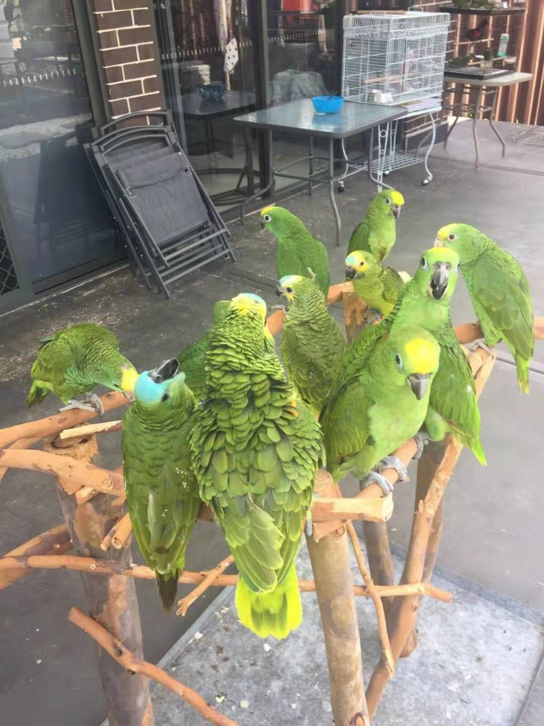 鸟市偶遇葵花鹦鹉,天津鸟市葵花鹦鹉