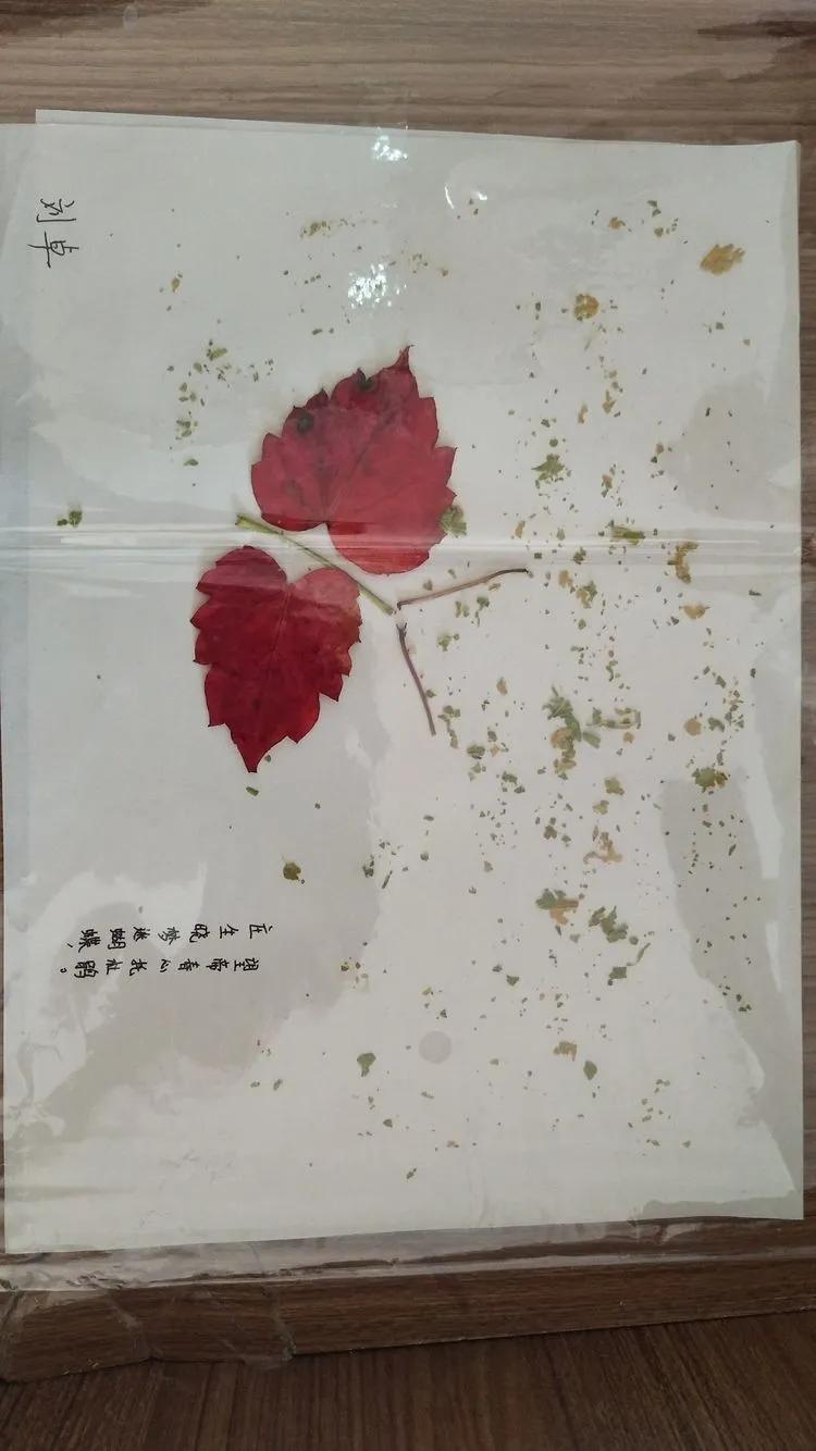 育才中学美丽校园,阜新市育才中学照片