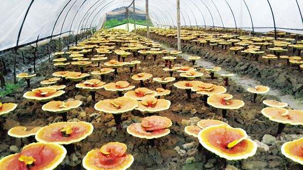 野生灵芝和人工灵芝的差异 (野生灵芝和人工种植灵芝的区别)