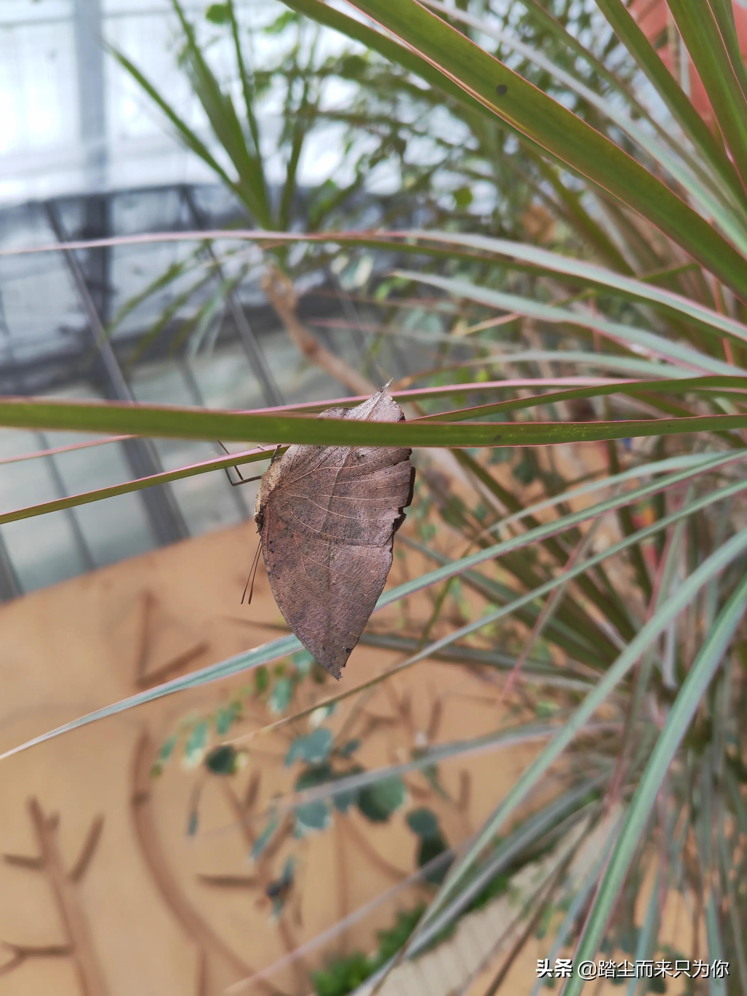 分公司子公司区别一张图,子公司分公司和办事处有什么联系