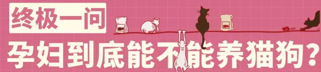 怀孕了还是想养猫猫狗狗怎么办?华西专家:可以养,但绝不能随便养!