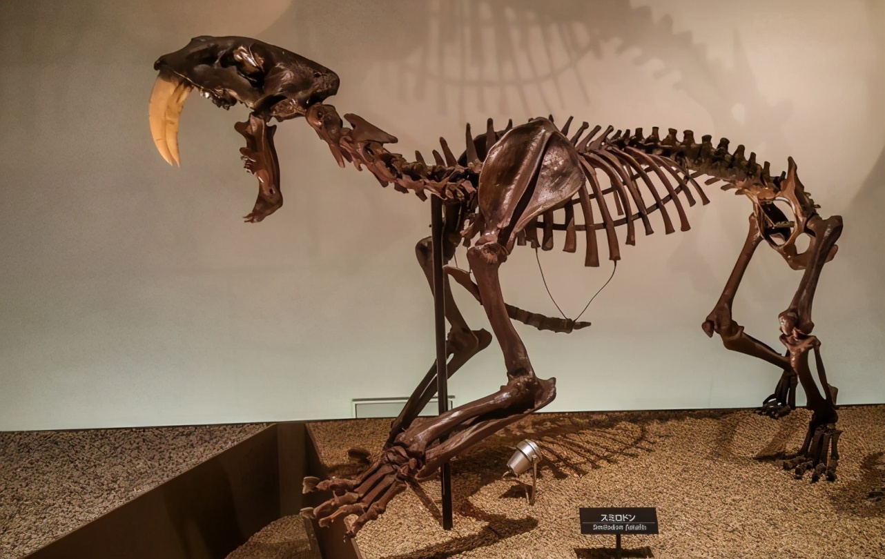 剑齿虎牙齿最长有多少米,剑齿虎的牙齿有1m长吗