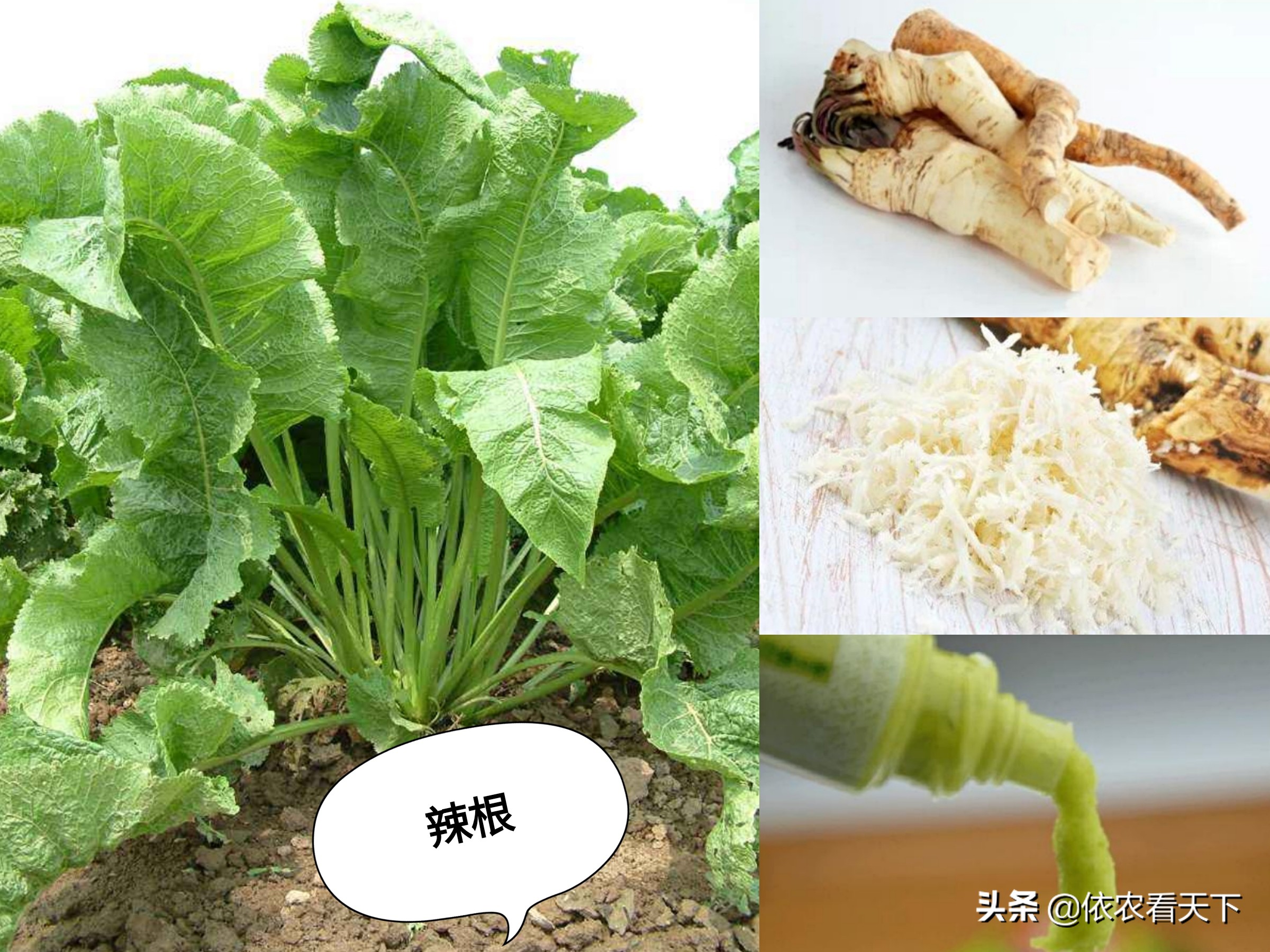 “三兄弟”争叫“芥末”，只是名字何来真假，都呛鼻子哪有贵贱