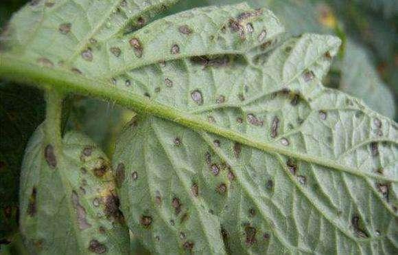 番茄灰叶斑病用哪种杀菌剂,番茄白粉病和灰叶斑病用什么药