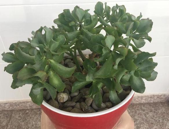 多肉植物夏天养护及浇水技巧经验,多肉植物什么时间段晒太阳最好