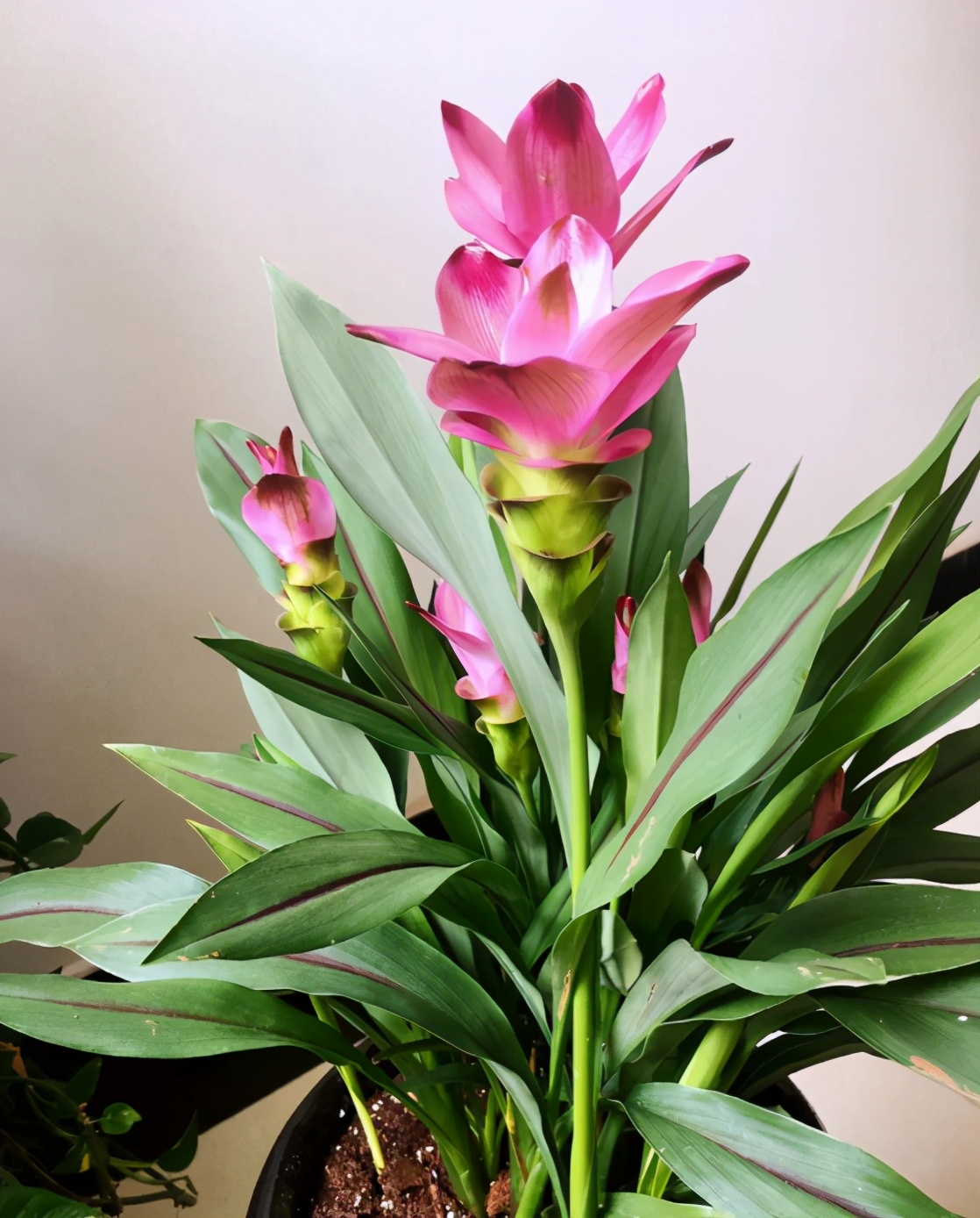 家里养姜荷花有什么禁忌,姜荷花盆栽的花期多久