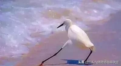 亚马逊店铺收到政策警告假冒商品,亚马逊商品有假货怎么办