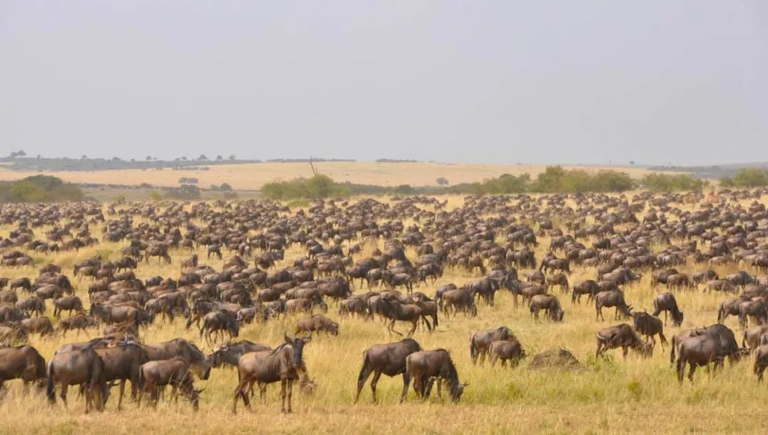 世间稀有的白色长颈鹿母子，在非洲被残忍猎杀，发现时只剩骨骼