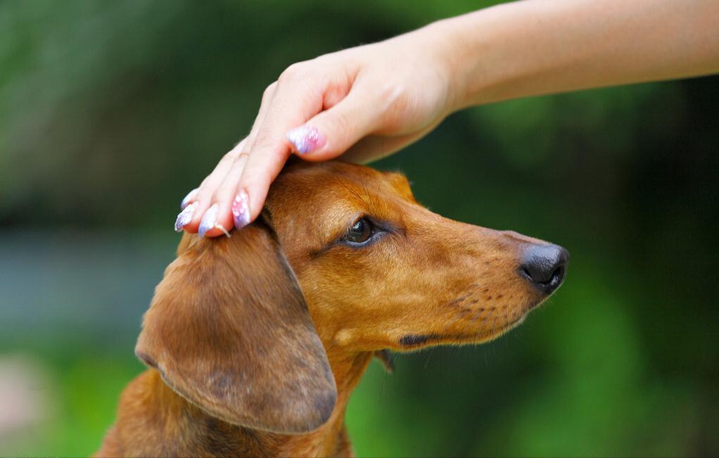 教狗几天训练一个动作,一周训练狗狗上厕所