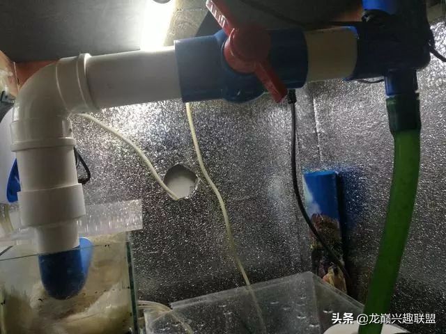 垃圾桶旁边的四方鱼缸,捡回去养了一缸金鱼,别说还挺不错