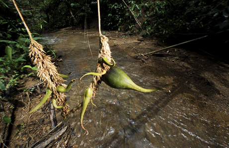 竹子开花必须要马上搬家的原因,竹子开花必定搬家什么意思