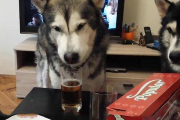 狗狗喝酒有什么危害,狗狗能喝酒吗有什么危害