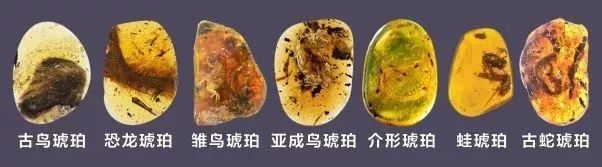 恐龙的特征和恐龙的外形特点,4-6厘米的六角恐龙长啥样