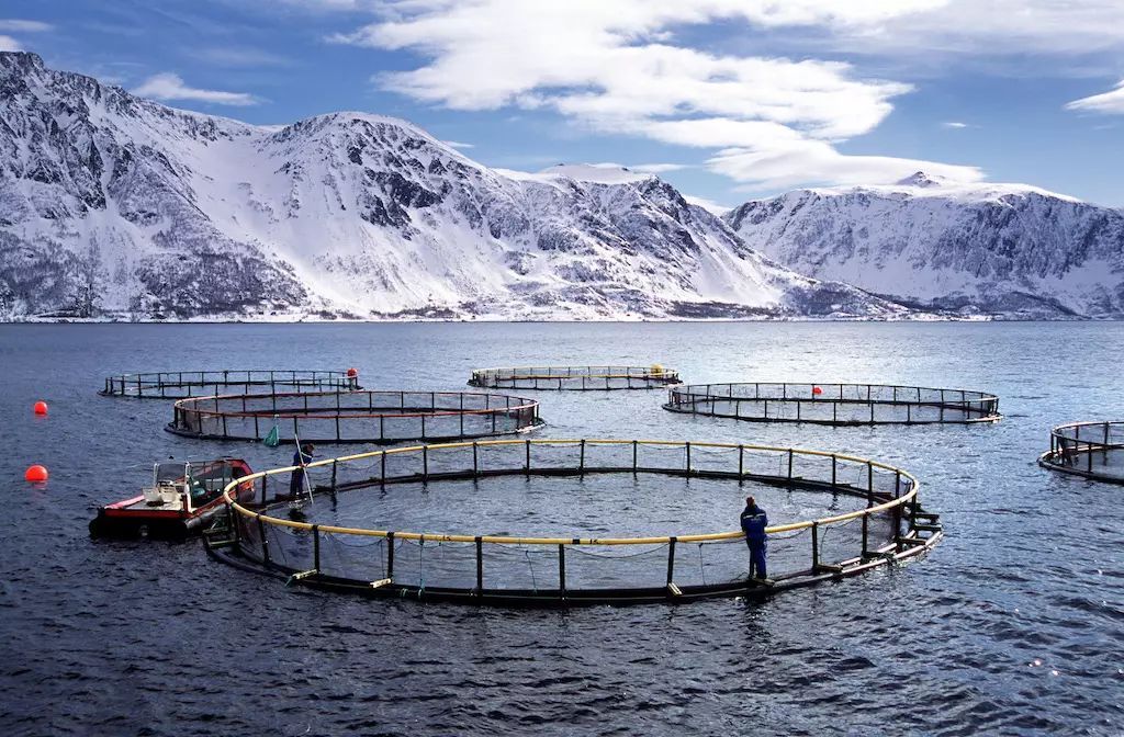 曾标榜健康的进口海鲜，幕后养殖曝光，堪比垃圾食品（菲李漫画）