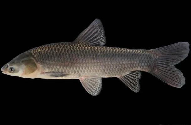 它是四大家鱼之一，嘴里含宝石，生长快个头大，如今却少有人养殖