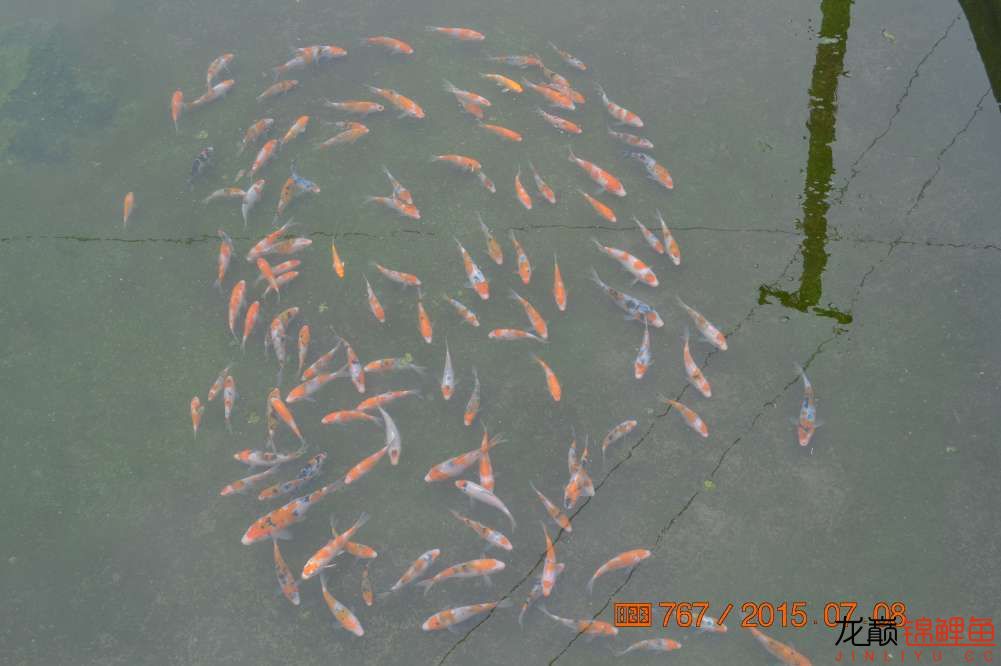 锦鲤苗成长,日本锦鲤水花苗成长