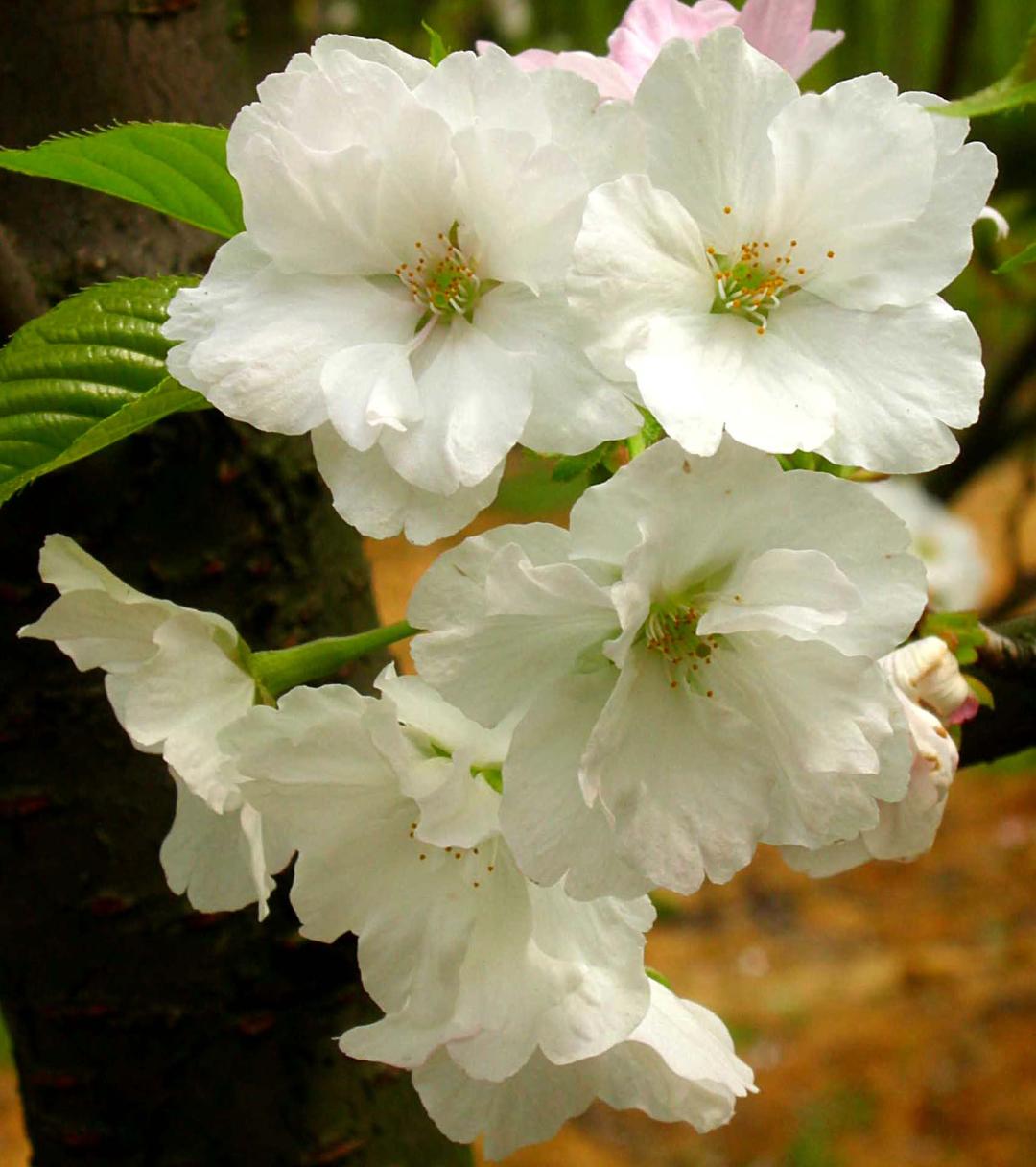 这份全国八大超美赏樱攻略,国内赏樱地盘点图片