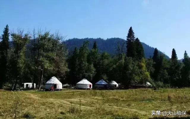 伊犁可克达拉草原,伊犁草原之旅