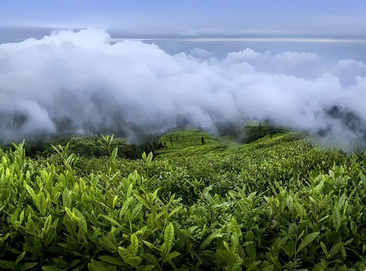 岕茶非遗,冠绝天下西湖龙井