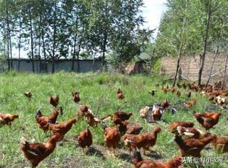 回农村搞养土鸡土鸡蛋发展怎么样,农村鸡散养挣钱么