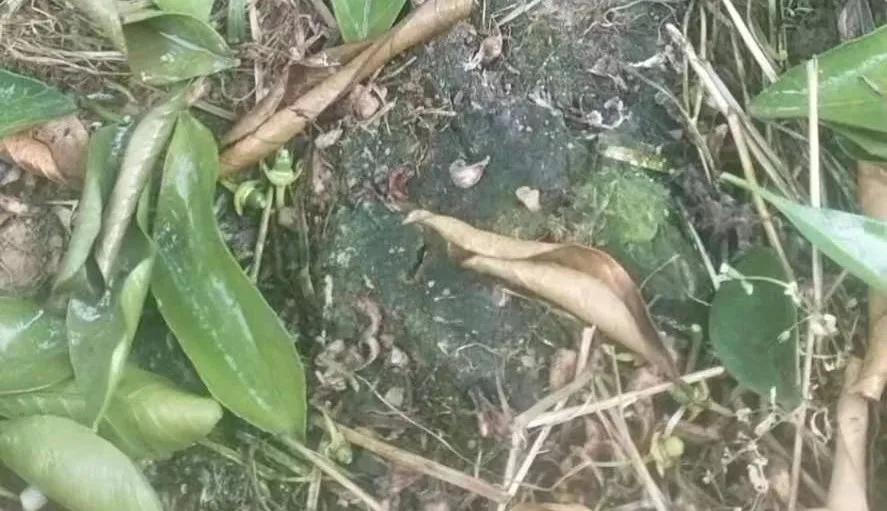 柑橘树现在落叶怎么回事,柑橘现在会黄落叶这是怎么了