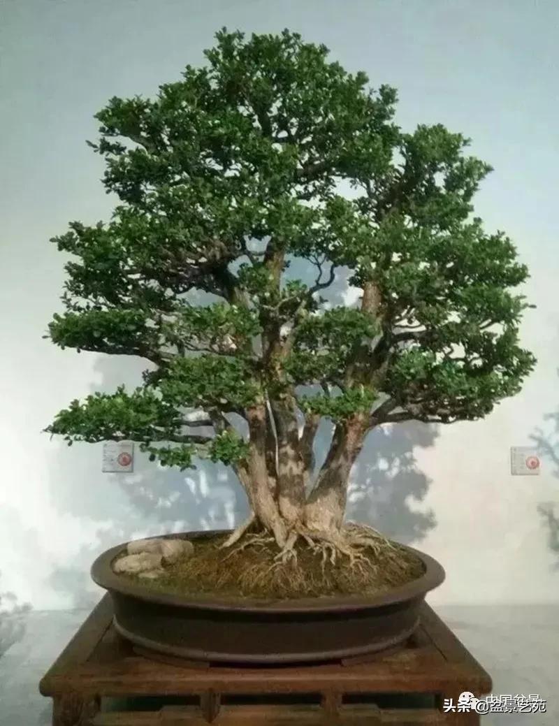 桩景类树种都有哪些,100种常见景观树种