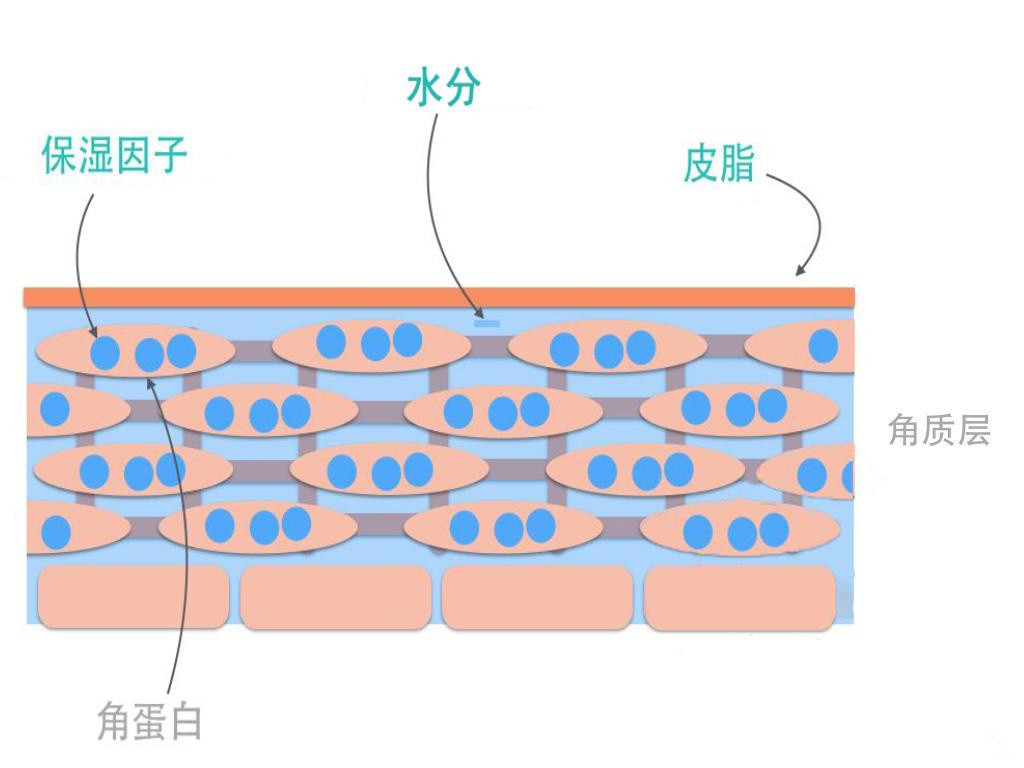 干皮过敏补救方法,过敏脸干脱皮怎么补水