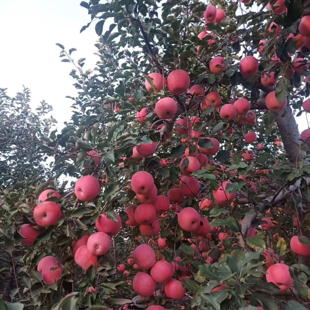 醉美内丘县鹿峪村山村人家