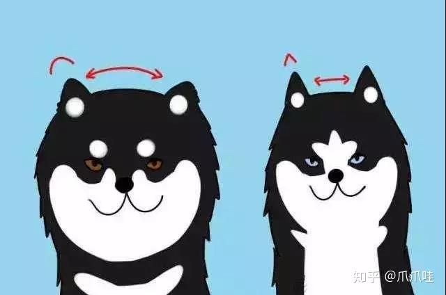 阿拉斯加与哈士奇的区别,阿拉斯加和哈士奇有什么区别