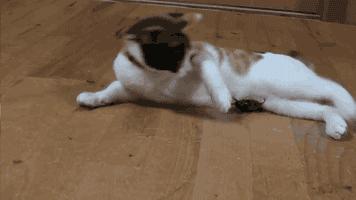 猫咪吃蟑螂该怎么教导,猫咪不小心吃了蟑螂怎么办