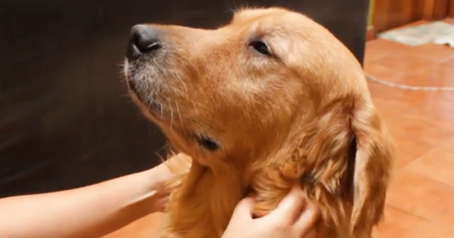 训练狗狗不乱吃饭的方法,训练狗狗奖励零食