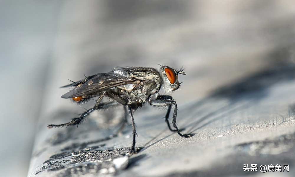 苍蝇冬眠时躲在哪里,下雨时苍蝇和蚊子在哪