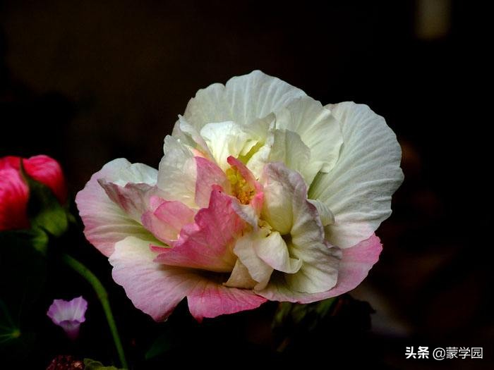 一月到十二月开什么花的诗,关于12个月份花的诗