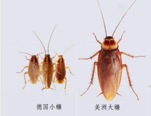 家里有蟑螂猫吃蟑螂吗,家里有蟑螂不能用蟑螂药吗