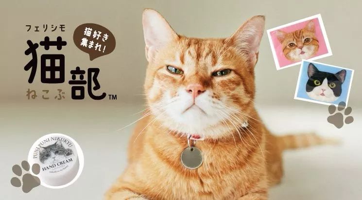 360度“云吸猫”？日本这家猫咪商店简直爱了