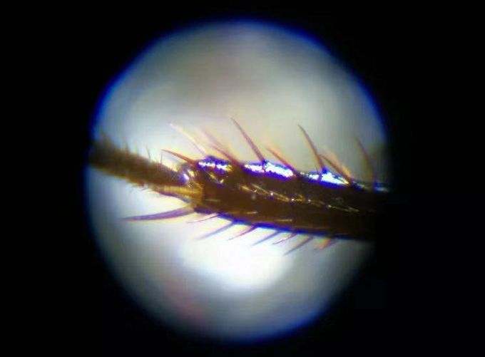 显微镜最大可以放大5000倍,只能放大1200倍的显微镜