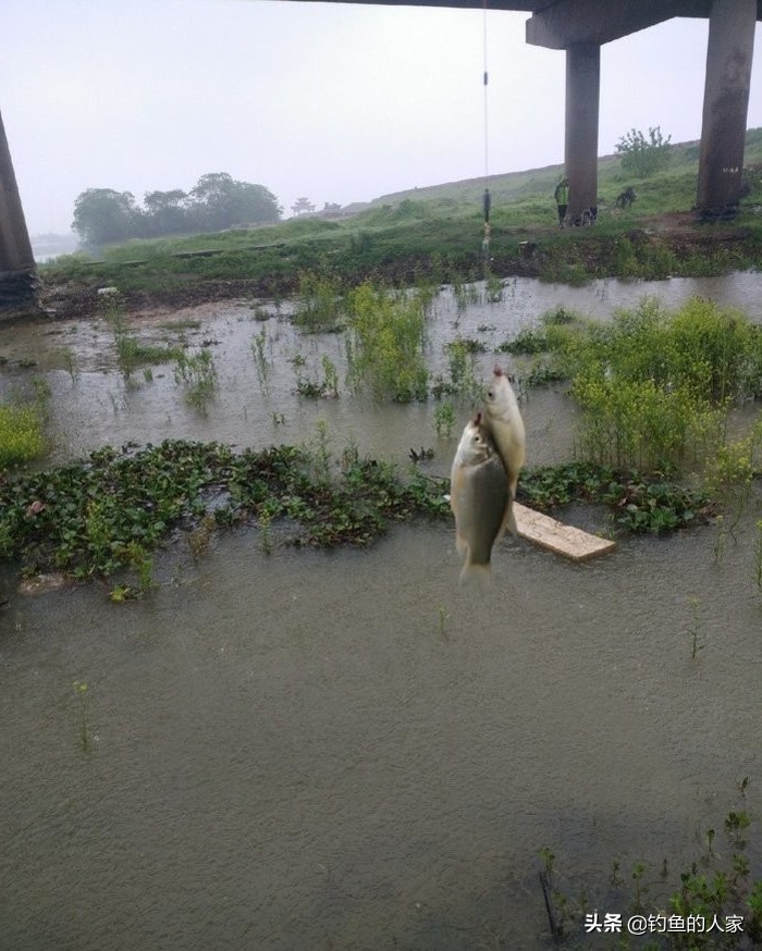 用蚯蚓钓鱼七星漂怎么调漂,用蚯蚓七星浮漂钓白条