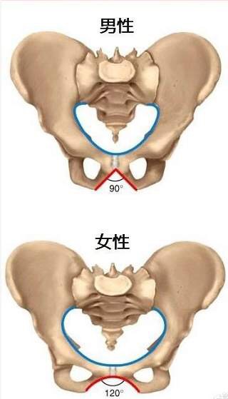 久坐的人怎样锻炼可以瘦腿瘦臀部,如何瘦腿瘦肚子瘦屁股练出腹肌