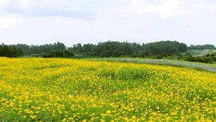 双流空港花田最新进展,双流空港花田开放了吗最新回复