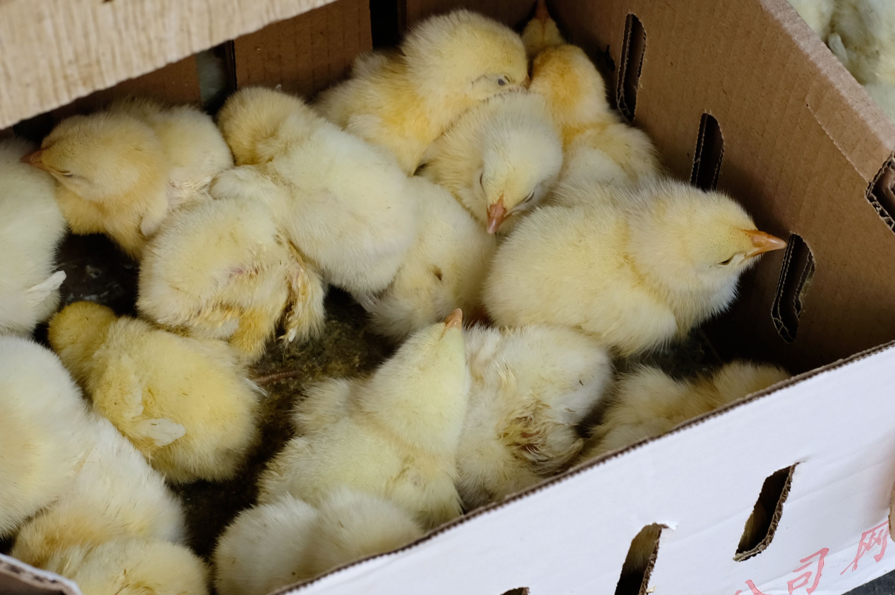 这么嗲的菜场你快点来逛呀